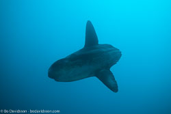BD-141023-Nusa-Penida-6056-Mola-mola-(Linnaeus.-1758)-[Ocean-sunfish.-Klumpfisk].jpg